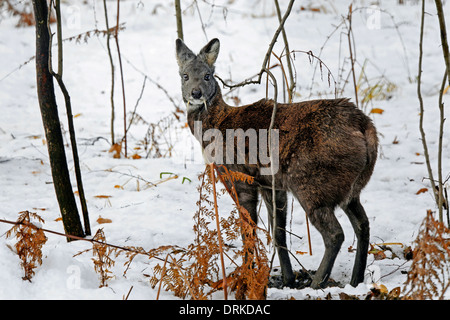 Siberiano Cervi muschiati (Moschus moschiferus moschiferus) maschio whit evidents zanne d'inverno habitat naturale con la neve Foto Stock