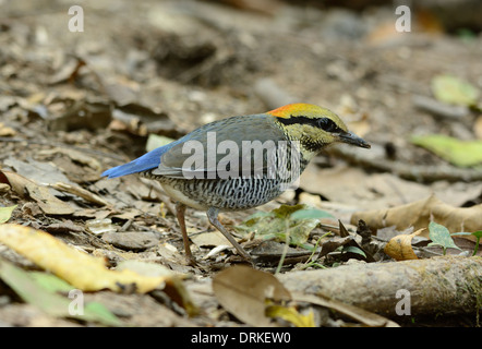 Bellissima femmina blu (Pitta Pitta cyanea) nel mezzo della Thailandia Foto Stock