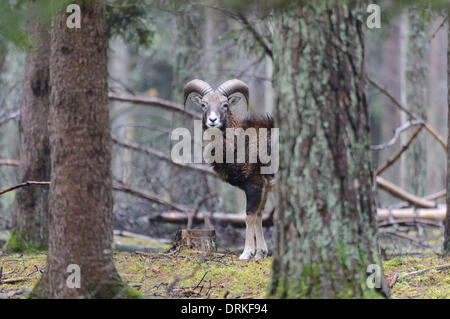 Mufflon in inverno 24 gennaio 2014. Foto Stock