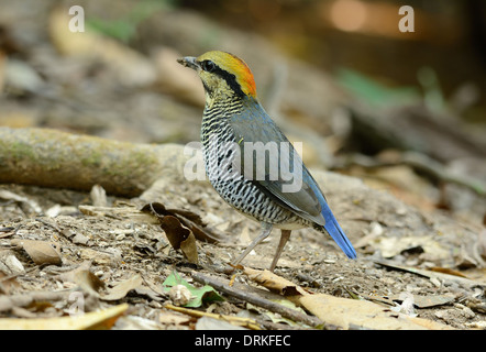 Bellissima femmina blu (Pitta Pitta cyanea) nel mezzo della Thailandia Foto Stock