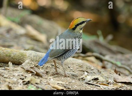 Bellissima femmina blu (Pitta Pitta cyanea) nel mezzo della Thailandia Foto Stock