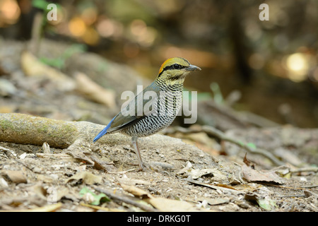 Bellissima femmina blu (Pitta Pitta cyanea) nel mezzo della Thailandia Foto Stock