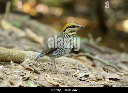 Bellissima femmina blu (Pitta Pitta cyanea) nel mezzo della Thailandia Foto Stock