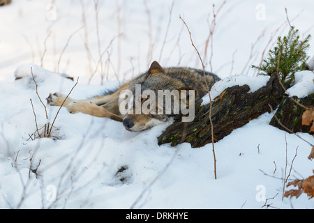 Grau-Wolf, Canis lupus, Europeo lupo grigio Foto Stock
