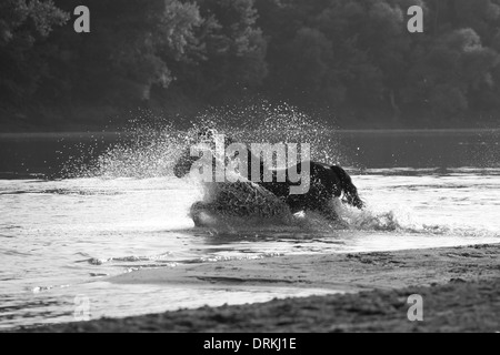 Losino cavalli selvaggi rari animali Croazia Europa Sava Foto Stock