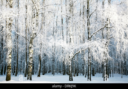 Bosco di betulle, coperti con rami di neve Foto Stock