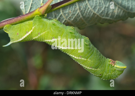 Eyed Hawk-Moth (Smerinthus ocellatus) larva Snailbeach miniera di piombo Shrewsbury Shropshire Inghilterra Foto Stock