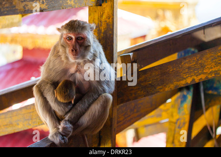 Macaco Rhesus monkey e baby a Bagan, Myanmar Foto Stock