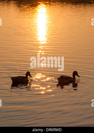 Tramonto su un lago a Southwold, Suffolk, Regno Unito Foto Stock