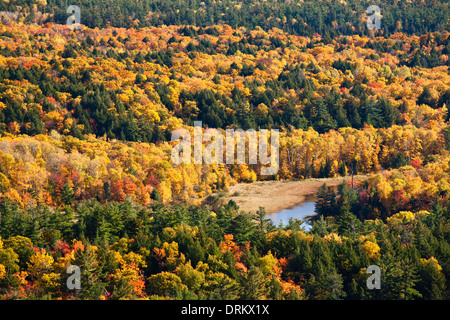 Splendida gialli e arancioni grazia l'albero canopy in Killarney Provincial Park, Ontario, Canada. Foto Stock