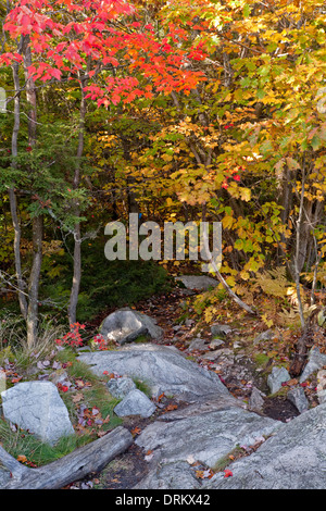 Un sentiero escursionistico conduce giù per un sentiero roccioso su 'La Cloche Silhouette Trail" in Killarney Provincial Park in Ontario, Canada. Foto Stock