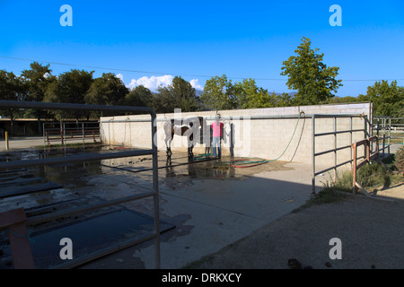 Cavallo essendo alloggiata in basso dopo aver eseguito in un esterno stallo in una bella giornata di sole. Foto Stock