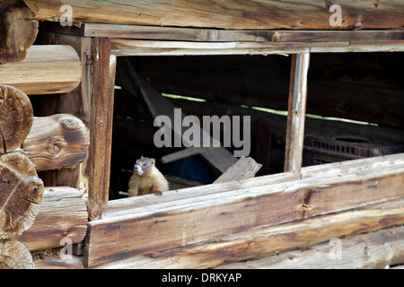 Yellow-Bellied Marmotta in una capanna rustica Foto Stock