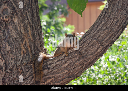 Una diffida Fox Squirrel Foto Stock
