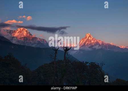 Machapuchare (coda di pesce di picco) al tramonto visto da Tadapani nell'Annapurna area del Nepal Foto Stock