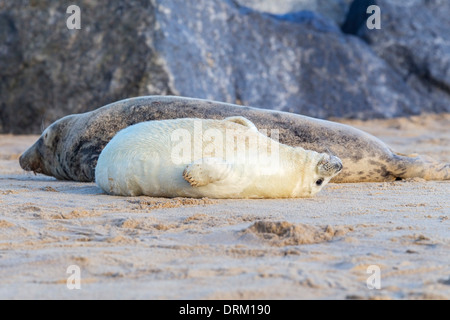 Grigio di una guarnizione di tenuta pup in bianco pelage dorme accanto alla sua mamma protettiva sulla spiaggia, costa del Mare del Nord, Norfolk, Inghilterra Foto Stock