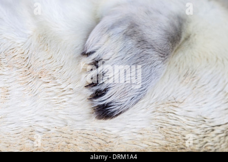 Close-up dettaglio della pinna anteriore di una guarnizione grigio pup in bianco natal pelliccia, la costa del Mare del Nord, Norfolk, Inghilterra Foto Stock