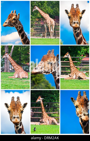 Giraffa Foto Stock