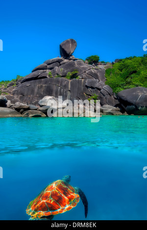 Tartaruga Verde a Isole Similan Foto Stock