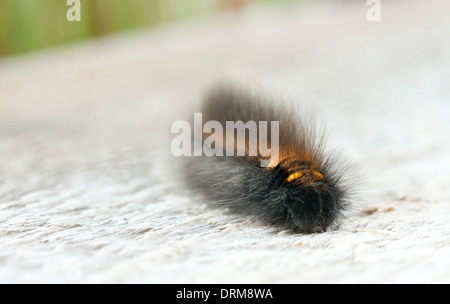 Hairy nero e golden larva o baco Foto Stock