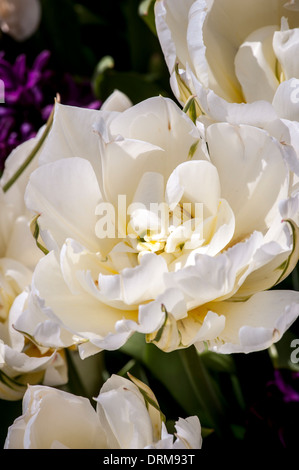 Tulipani bianchi Foto Stock