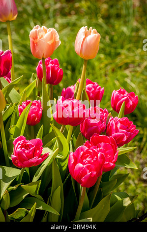 Tulipani di colore rosa scuro e pesca Foto Stock