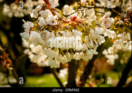 Prunus Shizuka fiori in primavera (Fiore di Ciliegio) Foto Stock