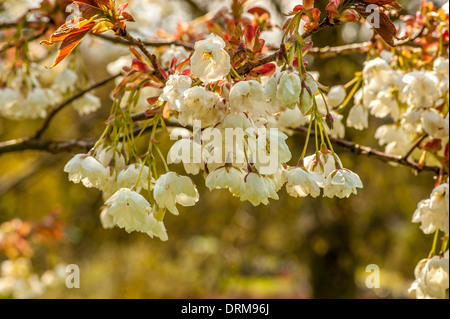 Prunus Shizuka fiori in primavera (Fiore di Ciliegio) Foto Stock
