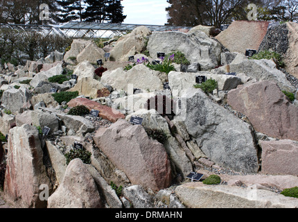 Costruito di recente e piantate giardino di roccia ad RHS Wisley. Foto Stock