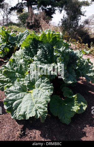 RHEUM. RABARBARO CORONE IN UNA CUCINA GIARDINO PRIMAVERA PRECOCE Foto Stock