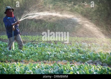 Coltivatore di vegetali, giardiniere di Thailandia Foto Stock