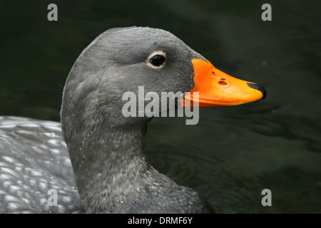 Sistema per la cottura a vapore Fuegian anatra a.k.a. Magellanic Flightless vaporizzatore anatra (Tachyeres pteneres) Foto Stock