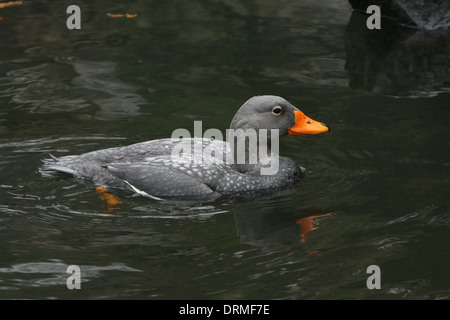 Il nuoto Sud Americana Fuegian vaporizzatore anatra a.k.a. Magellanic Flightless vaporizzatore anatra (Tachyeres pteneres) Foto Stock