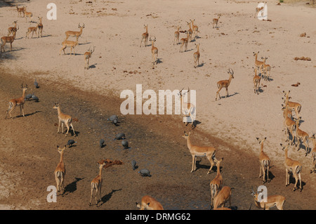 La stagione secca waterhole, Ruaha National Park, Tanzania, con impala e helmeted faraone Foto Stock