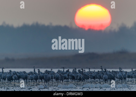 Comune, gru grus grus, goldenstedter moor, Bassa Sassonia, Germania Foto Stock