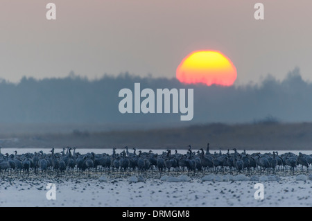 Comune, gru grus grus, goldenstedter moor, Bassa Sassonia, Germania Foto Stock