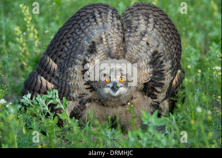 Giovani gufo reale, Bubo bubo, Germania Foto Stock