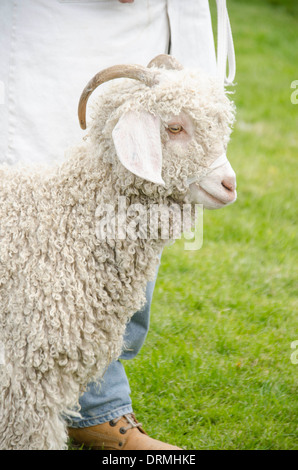 Capre angora in esposizione presso il Royal Welsh spring visualizza Builth Wells Powys Foto Stock