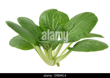 Bok choy Foto Stock