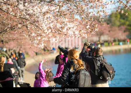 WASHINGTON DC - turisti e fotografi si riuniscono lungo il bacino delle maree per vedere i ciliegi fioriti durante la fioritura annuale primaverile. Originariamente un regalo dal Giappone nel 1912, gli alberi sono al centro del National Cherry Blossom Festival, che porta centinaia di migliaia di visitatori in città. Foto Stock