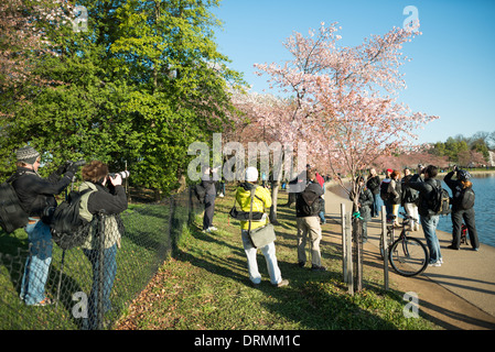 WASHINGTON DC - turisti e fotografi si riuniscono lungo il bacino delle maree per osservare la fioritura annuale primaverile degli alberi di ciliegio in fiore. La fioritura porta centinaia di migliaia di visitatori in città ogni anno. Gli alberi originali erano un dono del Giappone nel 1912. Foto Stock