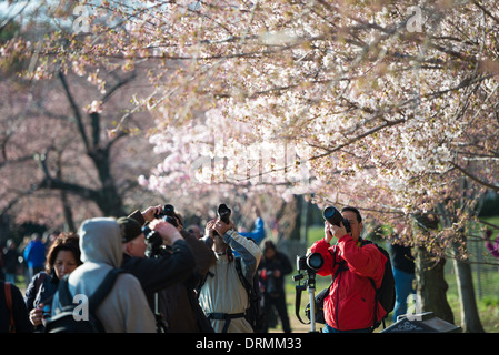 WASHINGTON DC - turisti e fotografi si riuniscono lungo il bacino delle maree per catturare immagini dei fiori di ciliegio in fiore. L'evento primaverile annuale attira centinaia di migliaia di visitatori in città per vedere gli alberi in fiore, molti dei quali facevano parte di un dono del Giappone nel 1912. Foto Stock