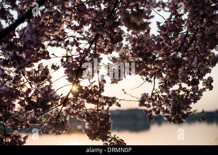 La fioritura di quasi 1700 fiori ciliegio intorno al bacino di marea, alcuni dei quali hanno più di un secolo di vita, è un evento annuale a Washington della primavera e porta centinaia di migliaia di turisti per la città. Foto Stock