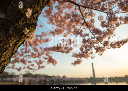 WASHINGTON DC, Stati Uniti - la fioritura di quasi 1700 ciliegi in fiore intorno al bacino delle maree, alcuni dei quali risalgono a più di un secolo fa, è un evento annuale nella primavera di Washington e porta centinaia di migliaia di turisti in città. Foto Stock