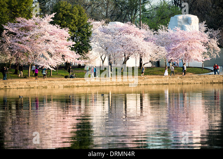 WASHINGTON DC, Stati Uniti - i ciliegi in piena fioritura circondano il Martin Luther King Jr. Monumento commemorativo al bacino delle maree. L'iconica esposizione primaverile coincide con l'annuale Cherry Blossom Festival di Washington, che attira migliaia di visitatori. L'imponente monumento commemorativo onora l'eredità del dottor King come leader del movimento americano per i diritti civili. Foto Stock