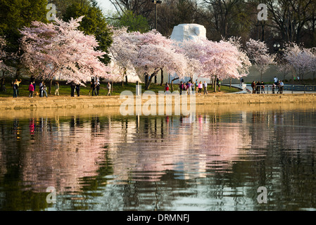 WASHINGTON DC - i fiori di ciliegio raggiungono il picco della fioritura intorno al Martin Luther King Jr. Monumento commemorativo al bacino delle maree. Gli alberi in fiore, un dono del Giappone nel 1912, sono il fulcro dell'annuale Festival nazionale della fioritura dei ciliegi. Il memoriale onora il leader americano per i diritti civili Dr. Martin Luther King Jr. Foto Stock