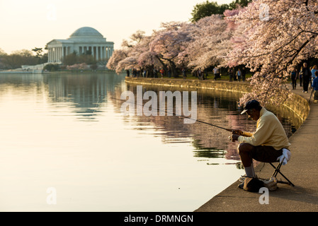 WASHINGTON DC - alberi di ciliegio in fiore al picco fiancheggiano il bacino delle Tidal, con il Jefferson Memorial visibile sullo sfondo. Un uomo pesca lungo la passerella mentre i visitatori apprezzano la mostra stagionale. Gli alberi in fiore, un dono del Giappone nel 1912, sono il fulcro dell'annuale Festival nazionale della fioritura dei ciliegi. Foto Stock
