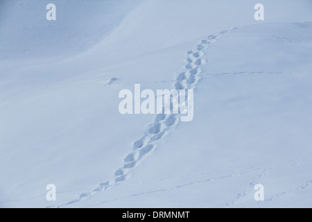 Tracce degli animali sulla neve Foto Stock