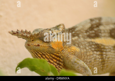 Chiudere fino a due cornuto camaleonte ad Arusha in Tanzania Foto Stock