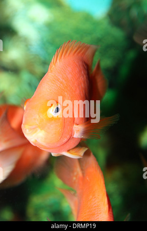 Pesci di acquario Foto Stock